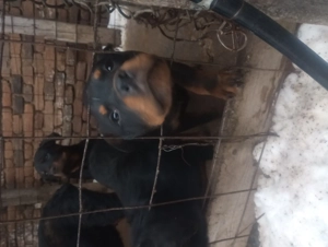 Pui rottweiler in varsta de 3 luni