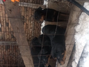 Pui rottweiler in varsta de 3 luni - imagine 3