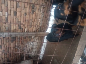 Pui rottweiler in varsta de 3 luni - imagine 5