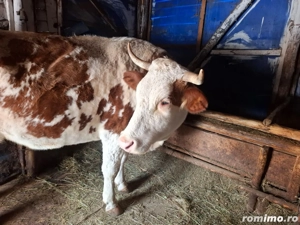 Vând vacă cu vițel