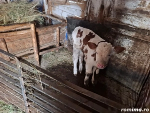 Vând vacă cu vițel - imagine 5