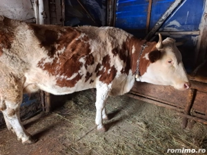 Vând vacă cu vițel - imagine 3
