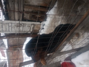 Pui rottweiler in varsta de 3 luni - imagine 4