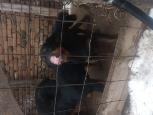 Pui rottweiler in varsta de 3 luni - imagine 2