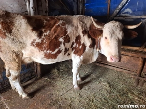 Vând vacă cu vițel - imagine 4