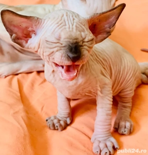 Pisicute Sfinx Sphynx