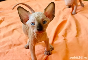 Sphynx Sfinx -Motanei si pisicute