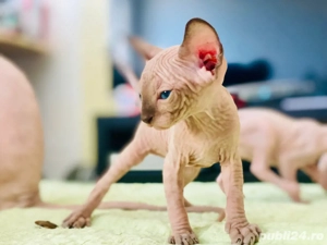 Pisicute Sphynx Sfinx in Bucuresti
