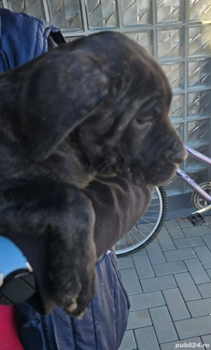 Cățeluși cane corso de vanzare  - imagine 2