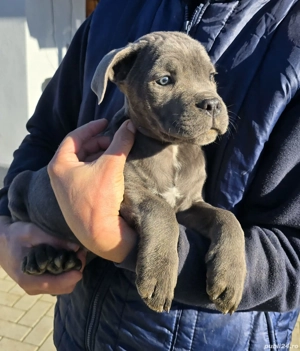 Cățeluși cane corso de vanzare  - imagine 3