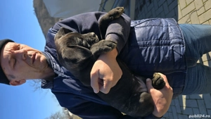 Cățeluși cane corso de vanzare  - imagine 4