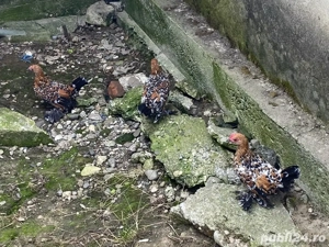 Vând Mii de Flori. - imagine 2