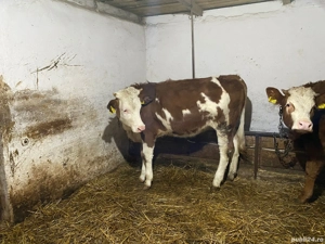 Juninci balta romaneasca  - imagine 2