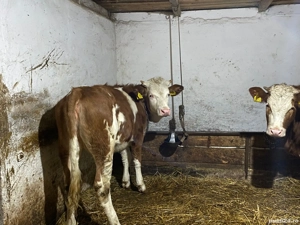 Juninci balta romaneasca 