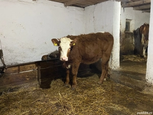 Juninci balta romaneasca  - imagine 3