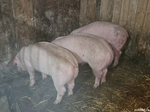 vând 3 soldani rasa de calitate de carne 40-45 kg mascul castrați femele disponibile  - imagine 2