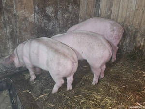 vând 3 soldani rasa de calitate de carne 40-45 kg mascul castrați femele disponibile  - imagine 3