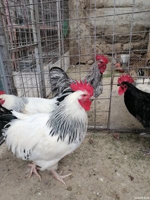 Ouă pentru incubat găini Sussex și Austrolop  - imagine 3