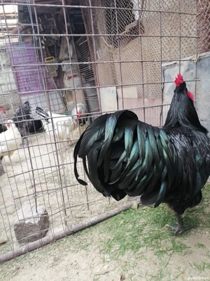 Ouă pentru incubat găini Sussex și Austrolop  - imagine 4