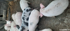 purcei disponibil  - imagine 3