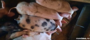 purcei disponibil  - imagine 5