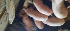 purcei disponibil  - imagine 2