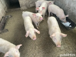 grasuni de vanzare  - imagine 2
