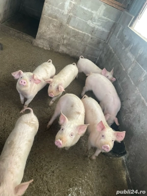 grasuni de vanzare  - imagine 3