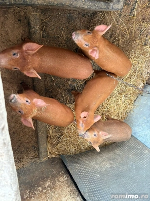 vand purcei  - imagine 2