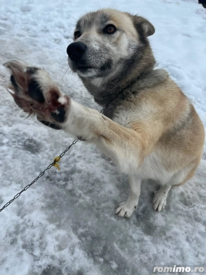 donez lup cehoslovac - imagine 3