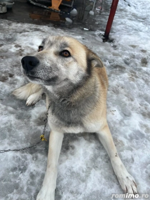 donez lup cehoslovac - imagine 2