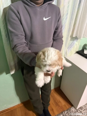 De vinzare bison maltez baietel  - imagine 5