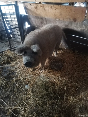 Vând purcea mangalita  - imagine 3