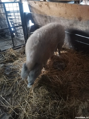Vând purcea mangalita  - imagine 2