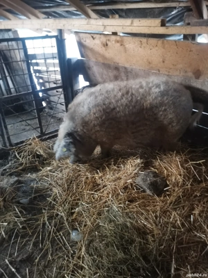 Vând purcea mangalita  - imagine 5