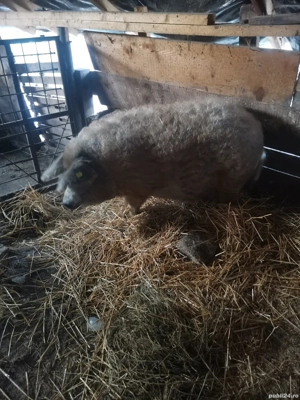 Vând purcea mangalita  - imagine 4