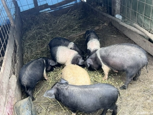 Purcei bazna de vanzare! - imagine 4