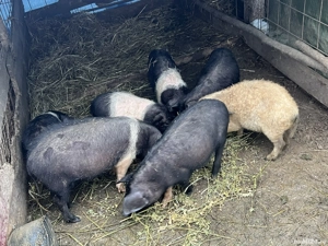 Purcei bazna de vanzare! - imagine 5