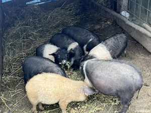 Purcei bazna de vanzare! - imagine 3