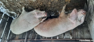 disponibil porci  - imagine 3