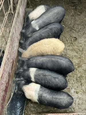 Purcei bazna de vanzare! - imagine 2