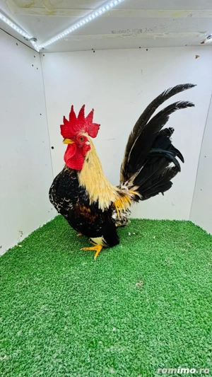 Vând cocoșei  rasa Chabo - imagine 5