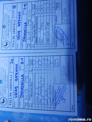 Își caută o nouă casă chinchila 