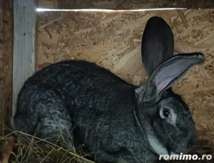 Își caută o nouă casă chinchila  - imagine 3
