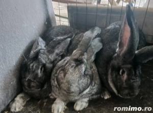 Își caută o nouă casă chinchila  - imagine 4