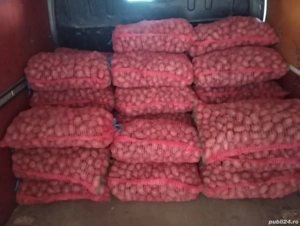 Cartofi samanta rosu sí albi - imagine 2