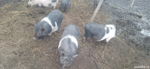 Purcei rasa vietnameza si metisi