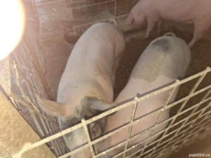 porci de carne  - imagine 2