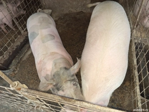 porci de carne  - imagine 3