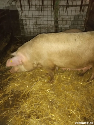 Vând scroafă  - imagine 3
